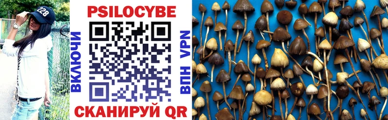 купить   Сураж  Псилоцибиновые грибы Cubensis 